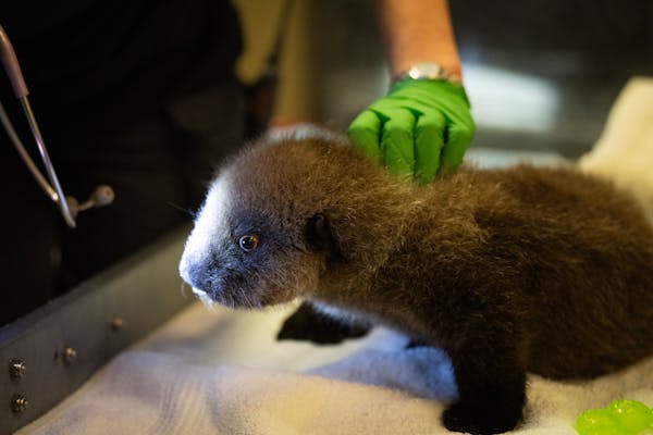 Light shines on Nuka the otter pup during an examination at the Minnesota Zoo in Apple Valley, Minn., on Wednesday, Oct. 25, 2023.