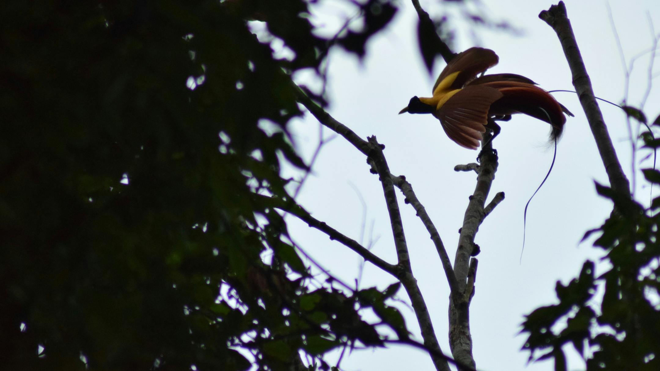 A red bird-of-paradise clings to a popular mating branch on Indonesia's Waigeo Island. (Mark Johanson/Chicago Tribune/TNS)