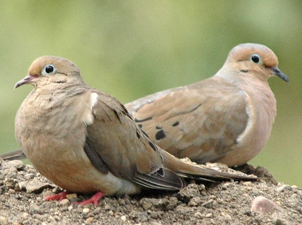 A pair of mourning doves.