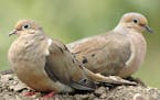 A pair of mourning doves.