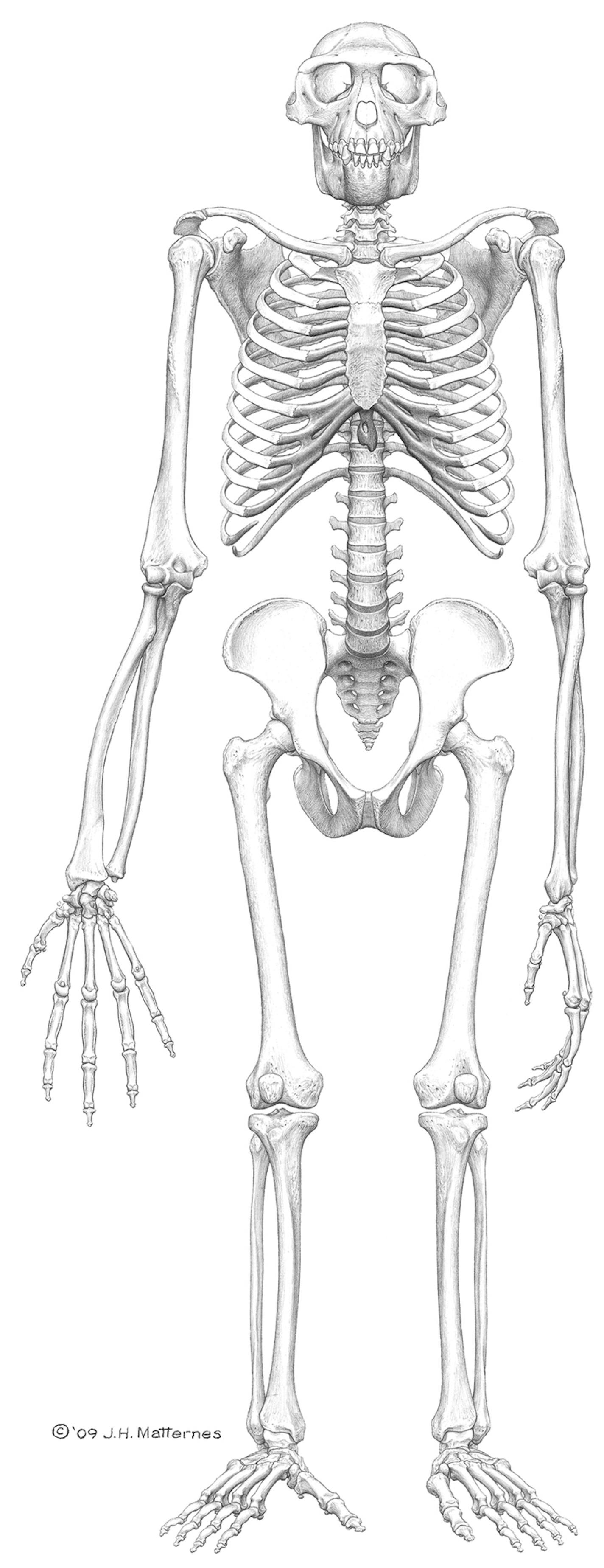 FILE - This undated file artist's rendering provided by the journal Science shows the reconstructed frontal view of the skeleton "Ardi." Last year, the fossil skeleton shook up the field of human evolution. Now, some scientists are raising doubts about what exactly the creature from Ethiopia was and what kind of landscape it inhabited. (AP Photo/Science, J.H. Matternes, File) NO SALES, NO ARCHIVES.