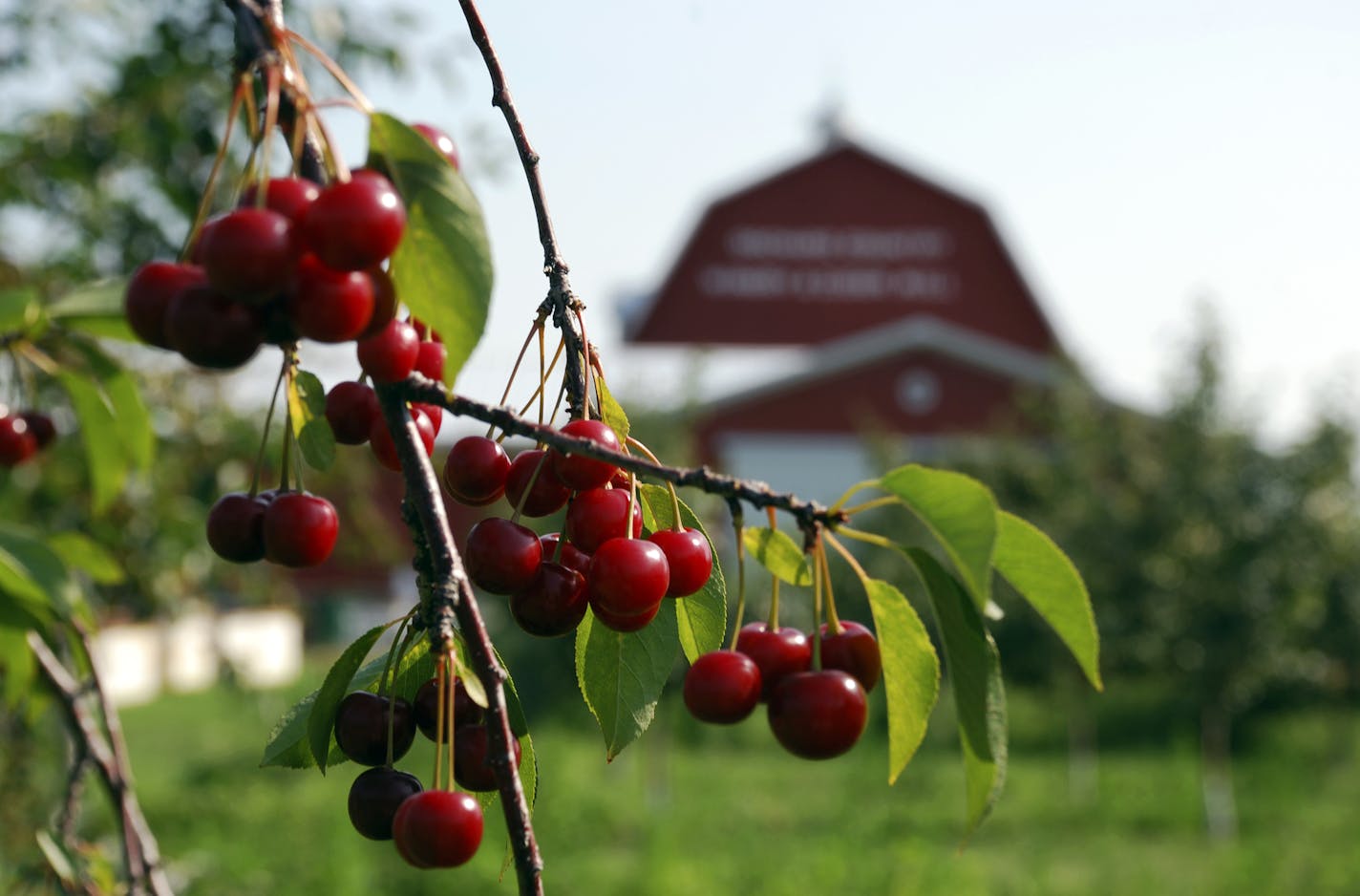 Photo Credit to DoorCounty.com/Door County Visitor Bureau Orchard Country Winery and Market ripe cherries w/barn