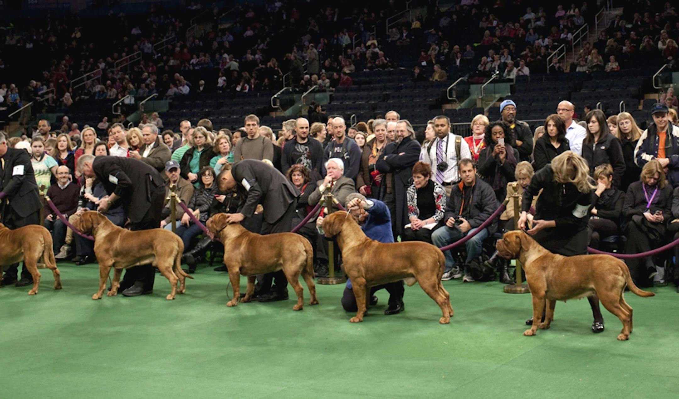 Dogue de Bordeaux dogs line up to compete at the Westminster Kennel Club 136th Annual Dog Show in New York, Feb. 14, 2012.