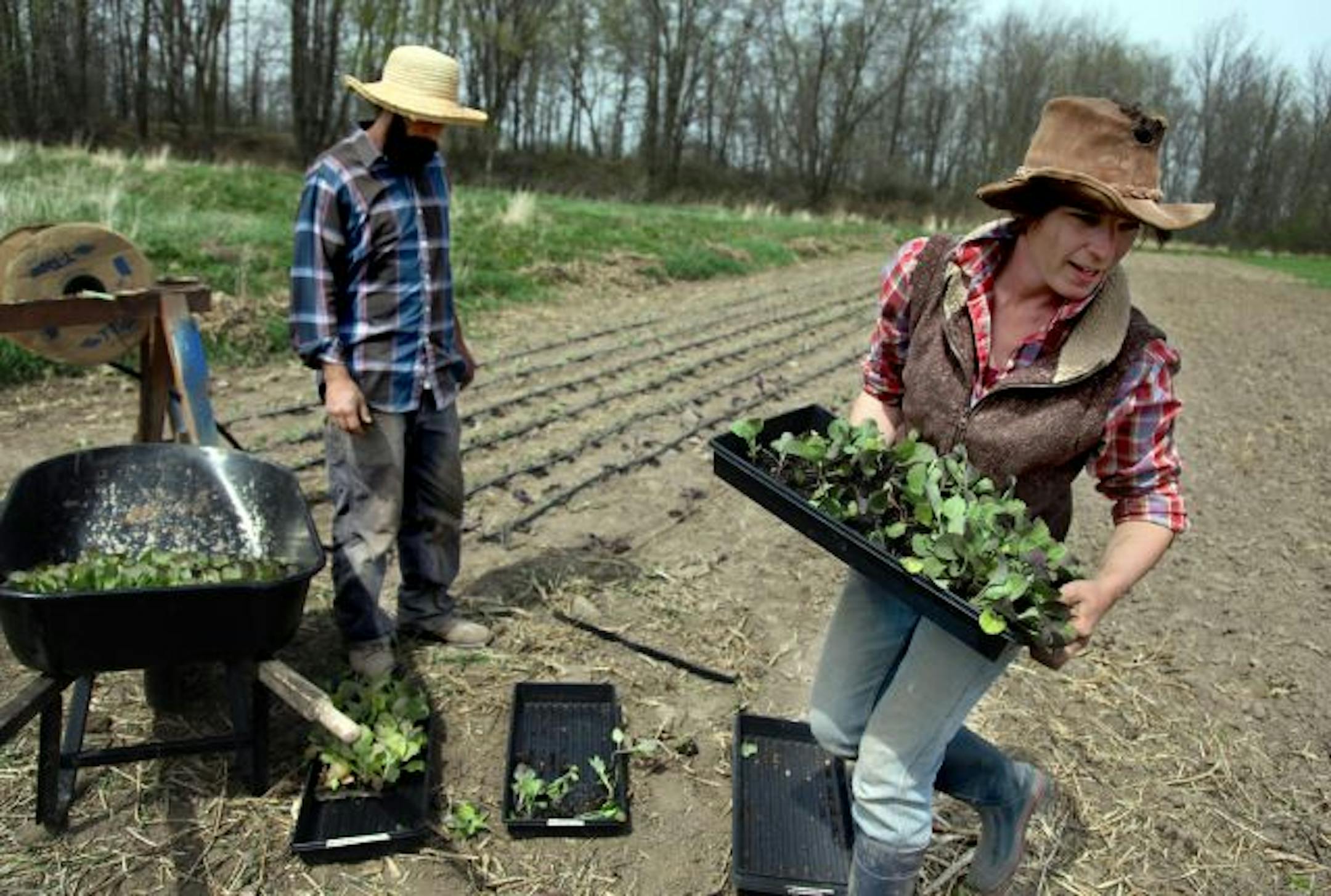 "We have to overplant like crazy so if some things fail we can fill in with the others," said Emily Scifers, right, who was planting the field behind their house with Ross Peterson.