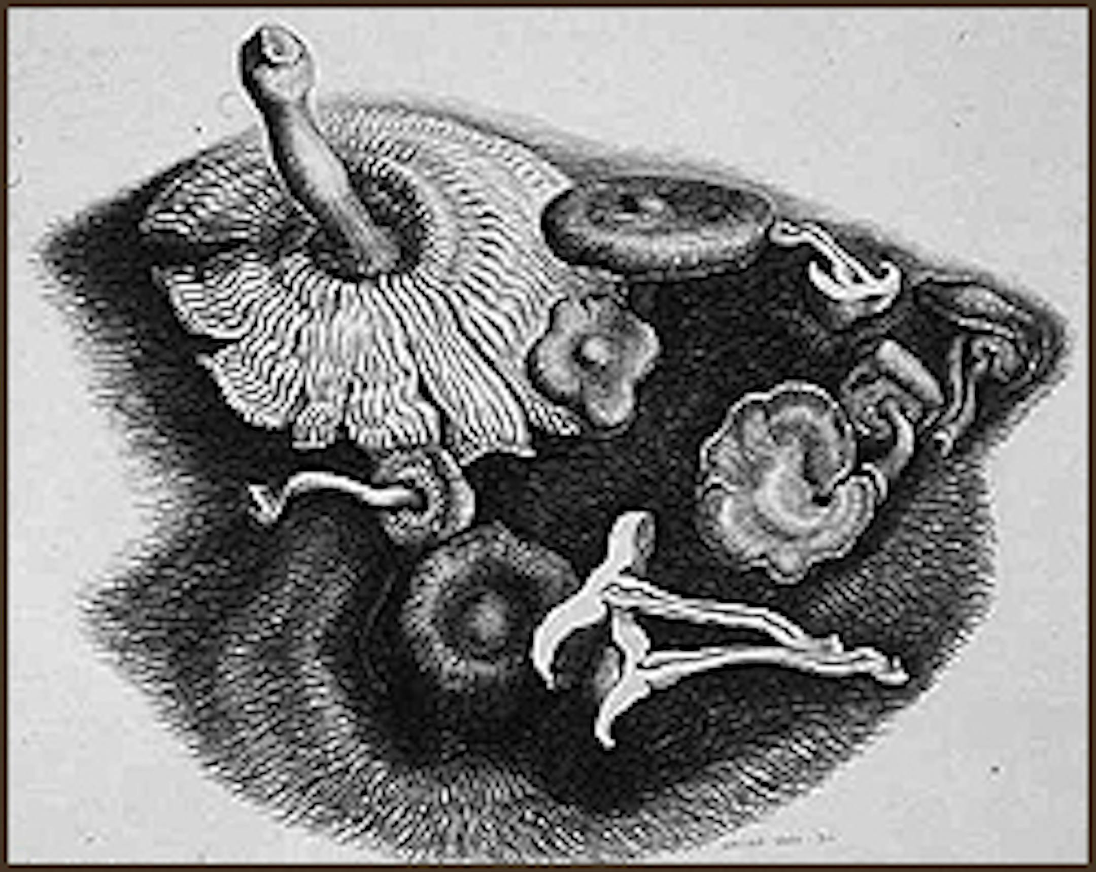 Wanda Gag, mushrooms, 1932