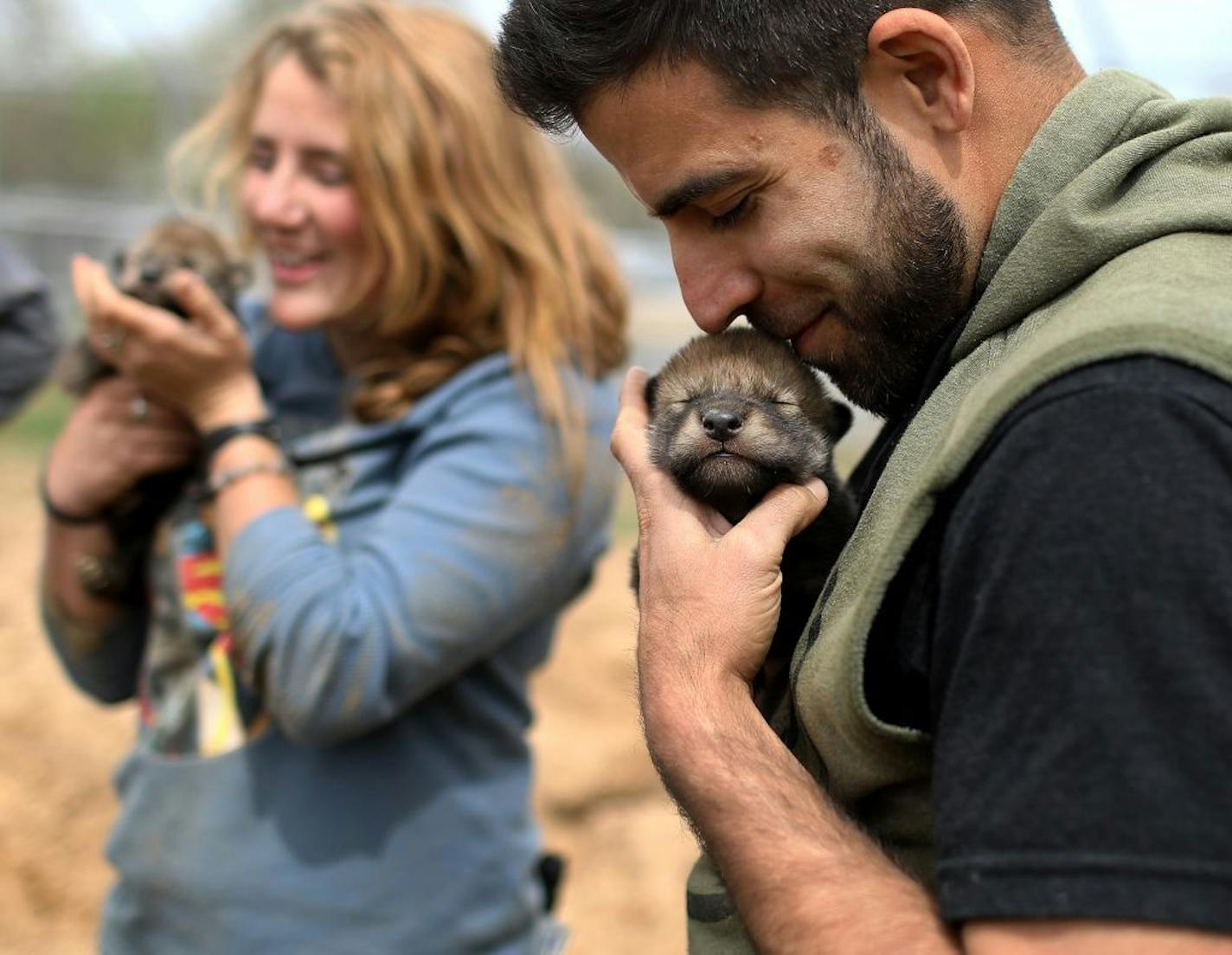 University of Arizona researchers are doing behavioral work with wolf puppies at the Wildlife Science Center in Anoka County. Here, Megan Callahan-Beckel, the daughter of wolf expert Peggy Callahan, executive director at the Wildlife Science Center, left, and Tyler Noble, Wildlife Science Center volunteer, each hold a young wolf pup after Callahan-Beckel had crawled into a wolf den to retrieve the wolf pups that would several weeks later undergo behavioral testing and seen Thursday, May 10, 2018