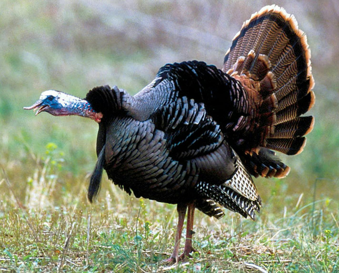 Dick Alford has been trailing wild turkeys for nearly 40 years across 17 states (including Hawaii), collecting a lot of valued wisdom along the way. He shared his advice in five books.