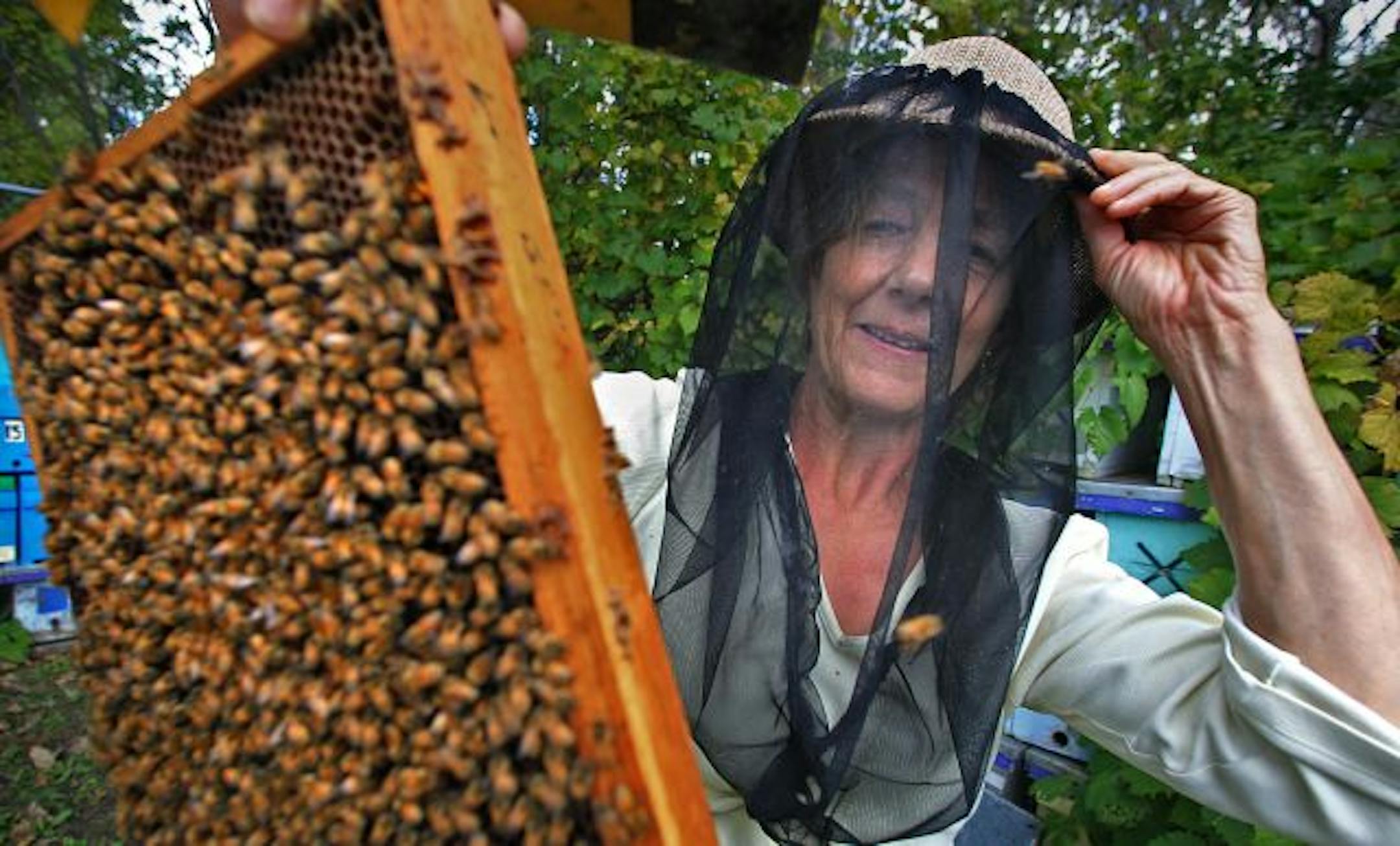 University of Minnesota Prof. Marla Spivak, who won a $500,000 MacArthur "genius'' grant on Tuesday, broke ground by using a bee breeding approach to fight parasitic mites that can destroy hives. "I'm not a genius," she said Tuesday. "If anything, I'm persistent."