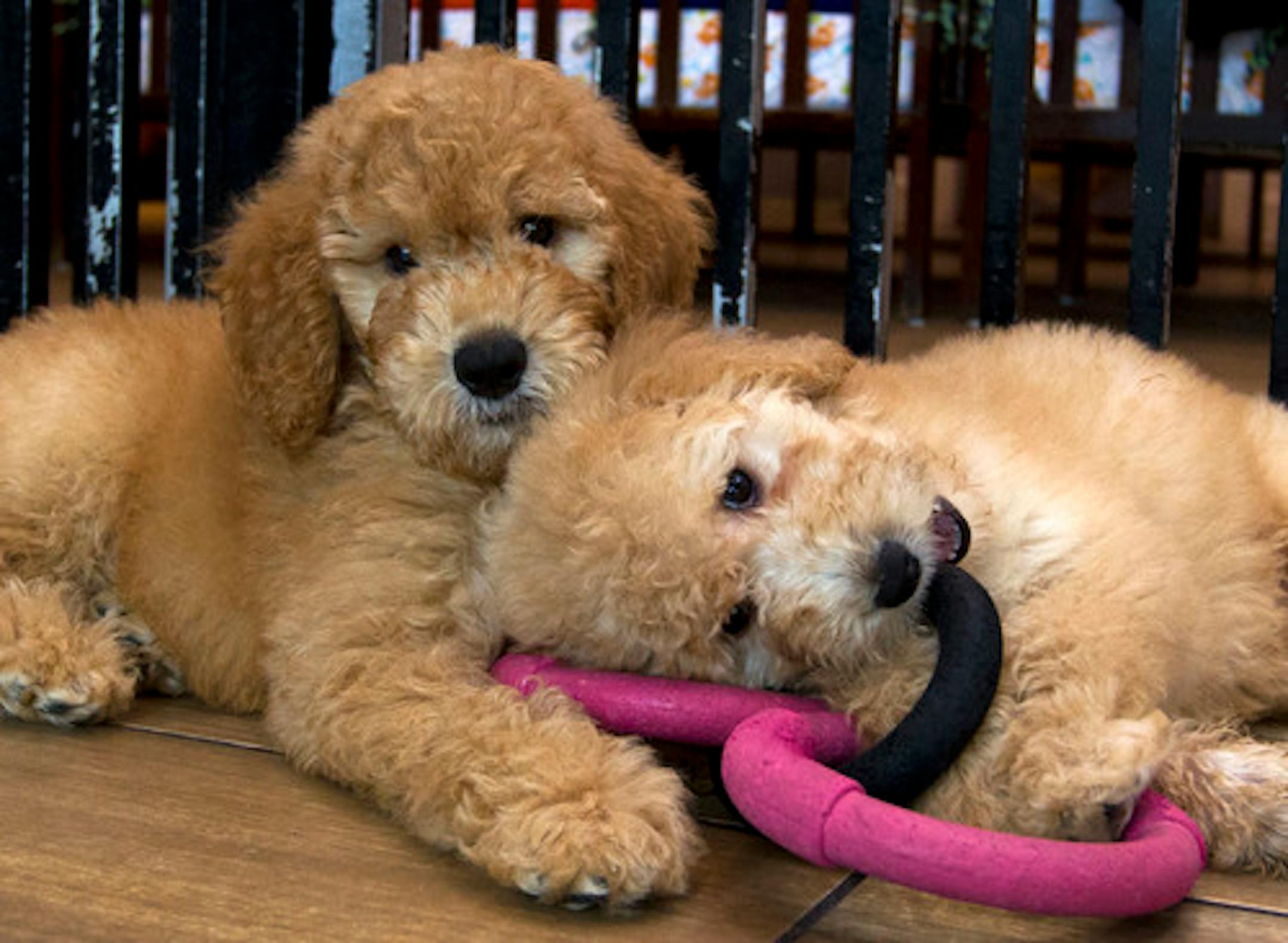 FILE - In this Monday, Aug. 26, 2019 file photo, Puppies play in a cage at a pet store in Columbia, Md. A federal judge on Friday, Feb. 7, 2020 threw out a lawsuit that challenged Maryland's newly enacted ban on the sale of dogs and cats by retail pet stores, a statute billed as a check against unlicensed and unsanitary "puppy mills." (AP Photo/Jose Luis Magana, File) ORG XMIT: MERf9ced0cb44749b32e90ac048d8cf9