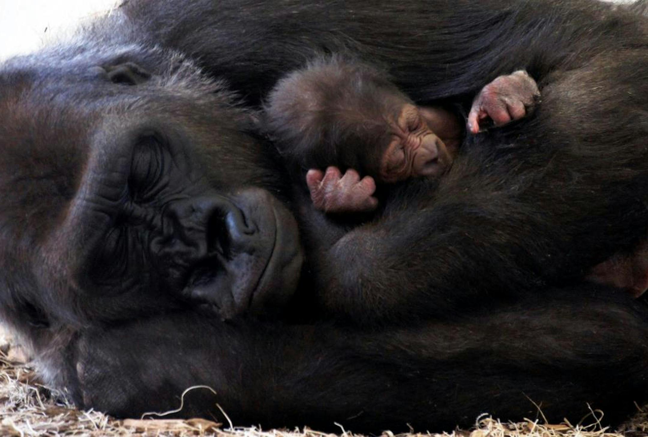 Como Zoo is Proud to Welcome Arlene, a baby gorilla.