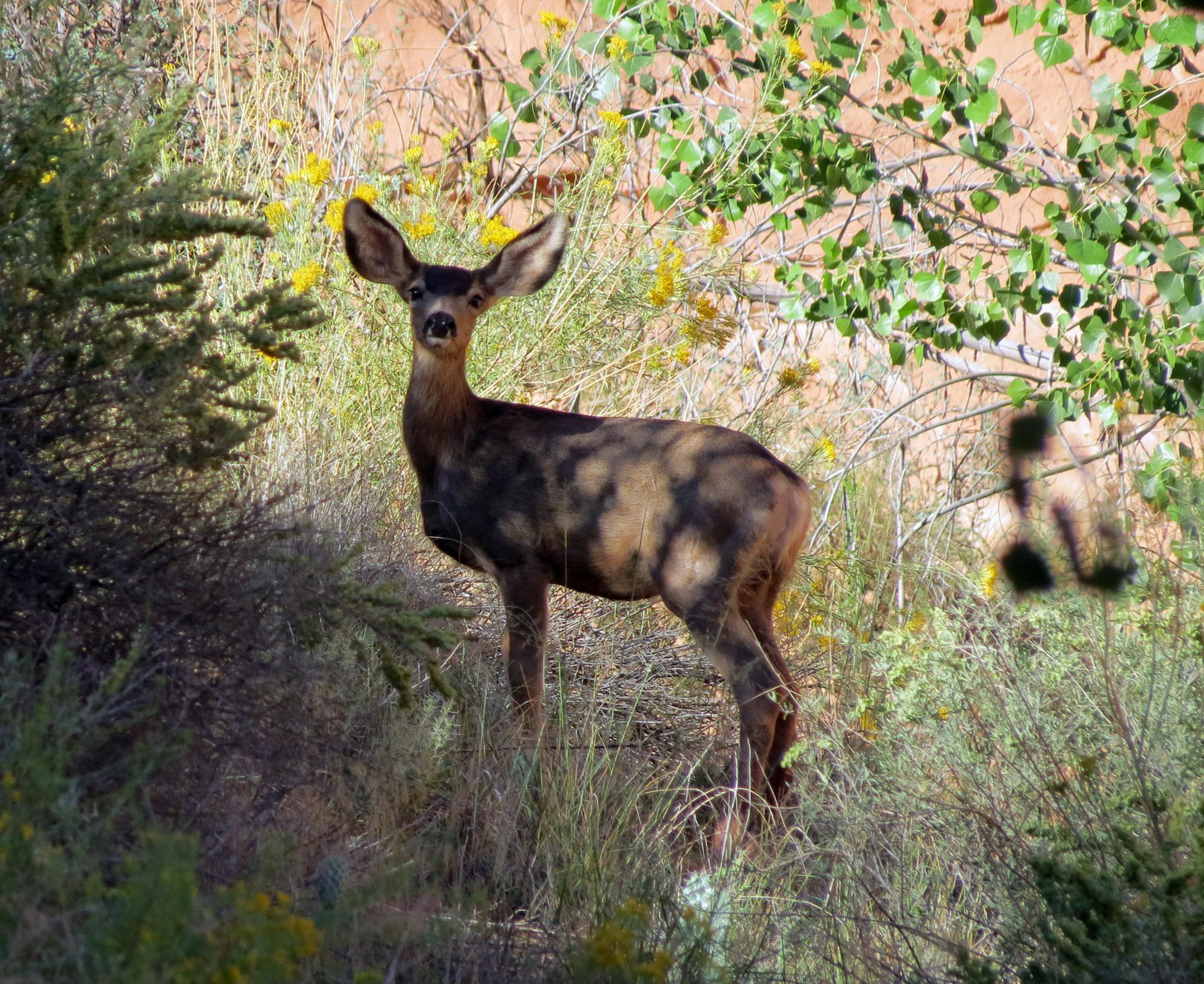 CanyonTR062214 -Mule deer. A mule deer stands in the shade at the bottom of Horseshoe Canyon. By Dave Peters.