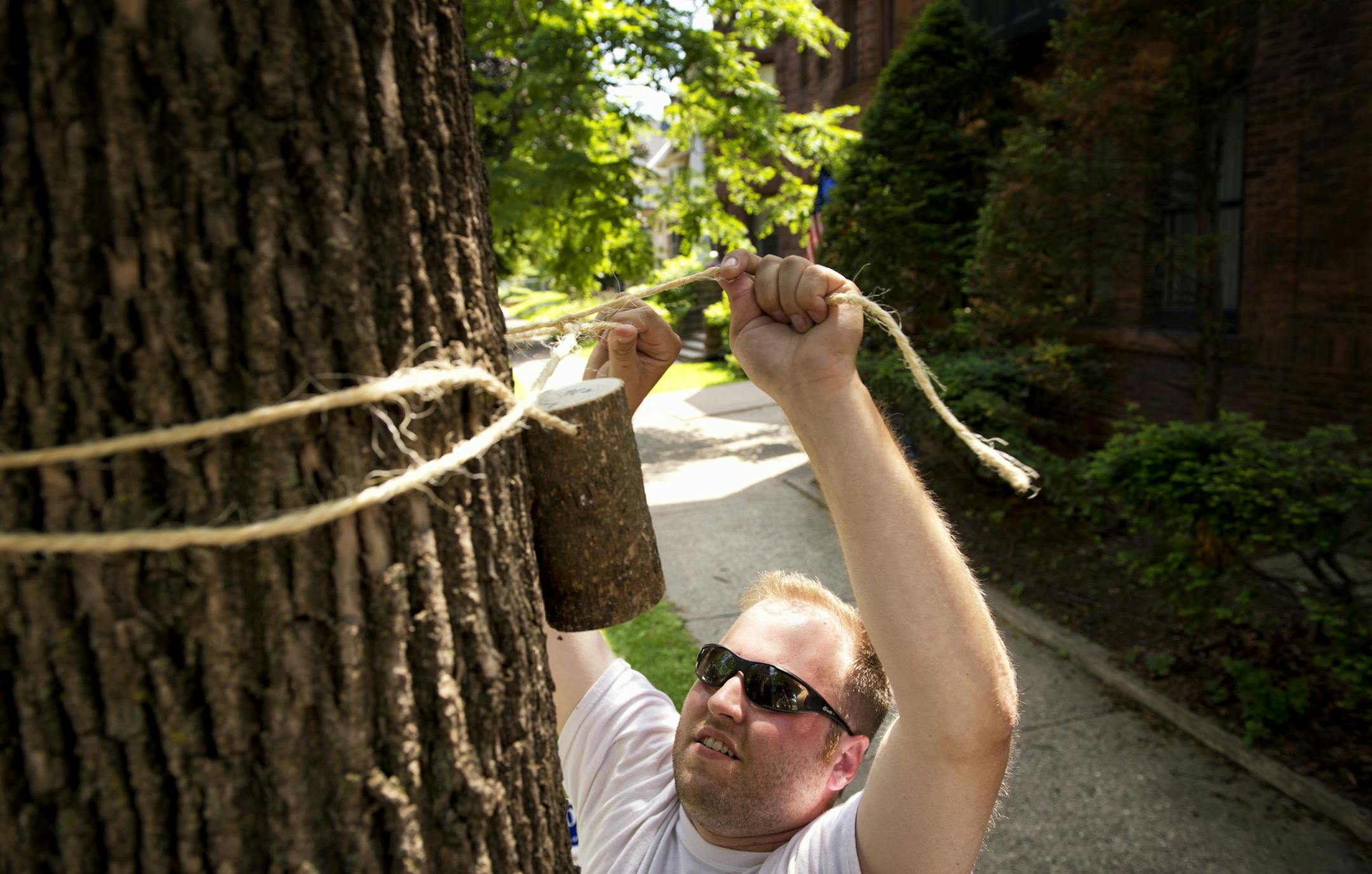 Jon Osthus with the Minnesota Department of Agriculture fastened an ash tree bolt, a piece of ash tree filled with 65 pre-pupate wasps that were injected into host emerald ash borers. The parasite wasps will kill the borers and, it is hoped, populate areas infected with the borers, killing them as they breed.