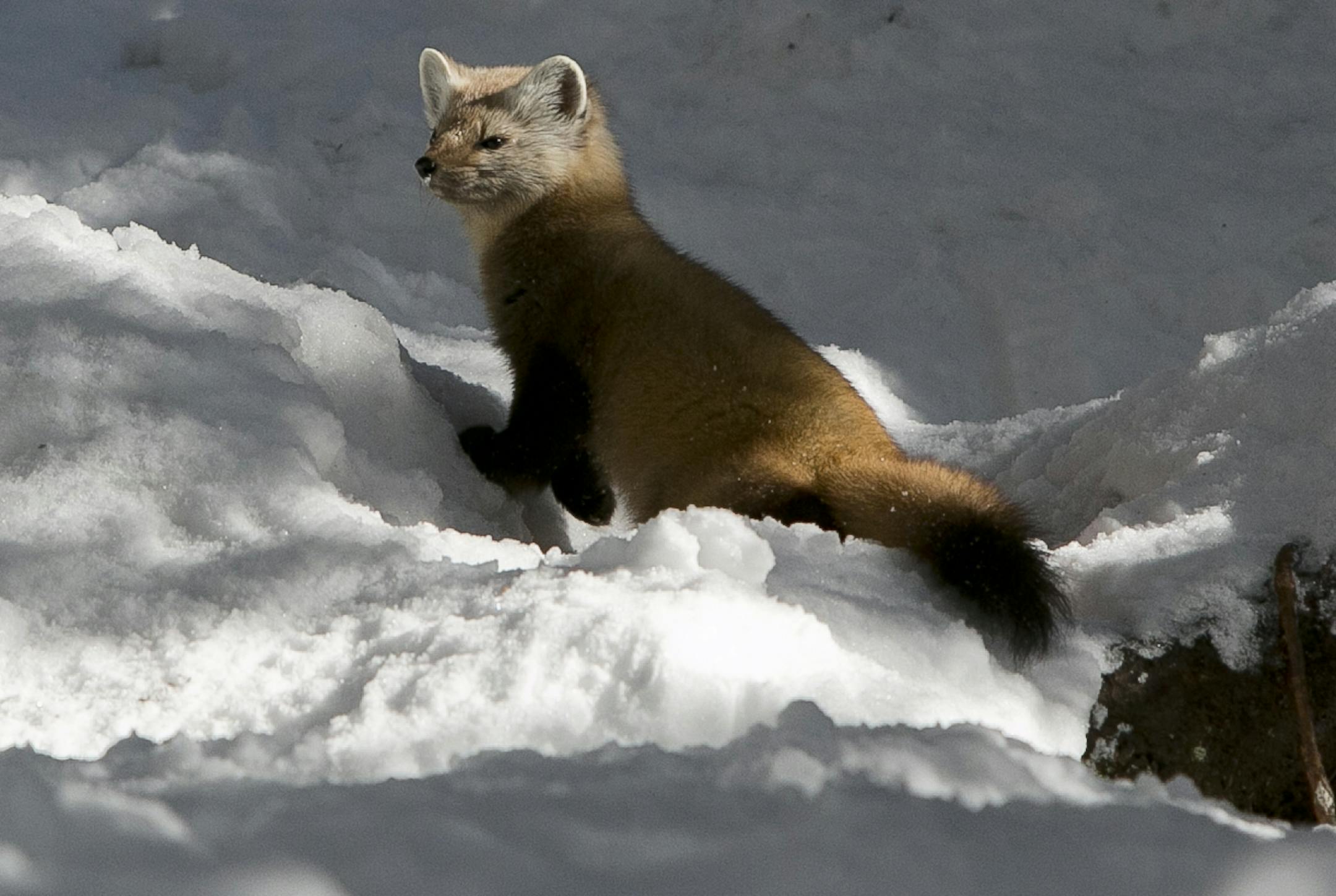 A pine marten pauses while crossing the Lion's Head winter route, a steep trail that leads to the summit of Mt. Washington, Saturday, March 30, 2013, in New Hampshire.(AP Photo/Robert F. Bukaty) ORG XMIT: NHRB105