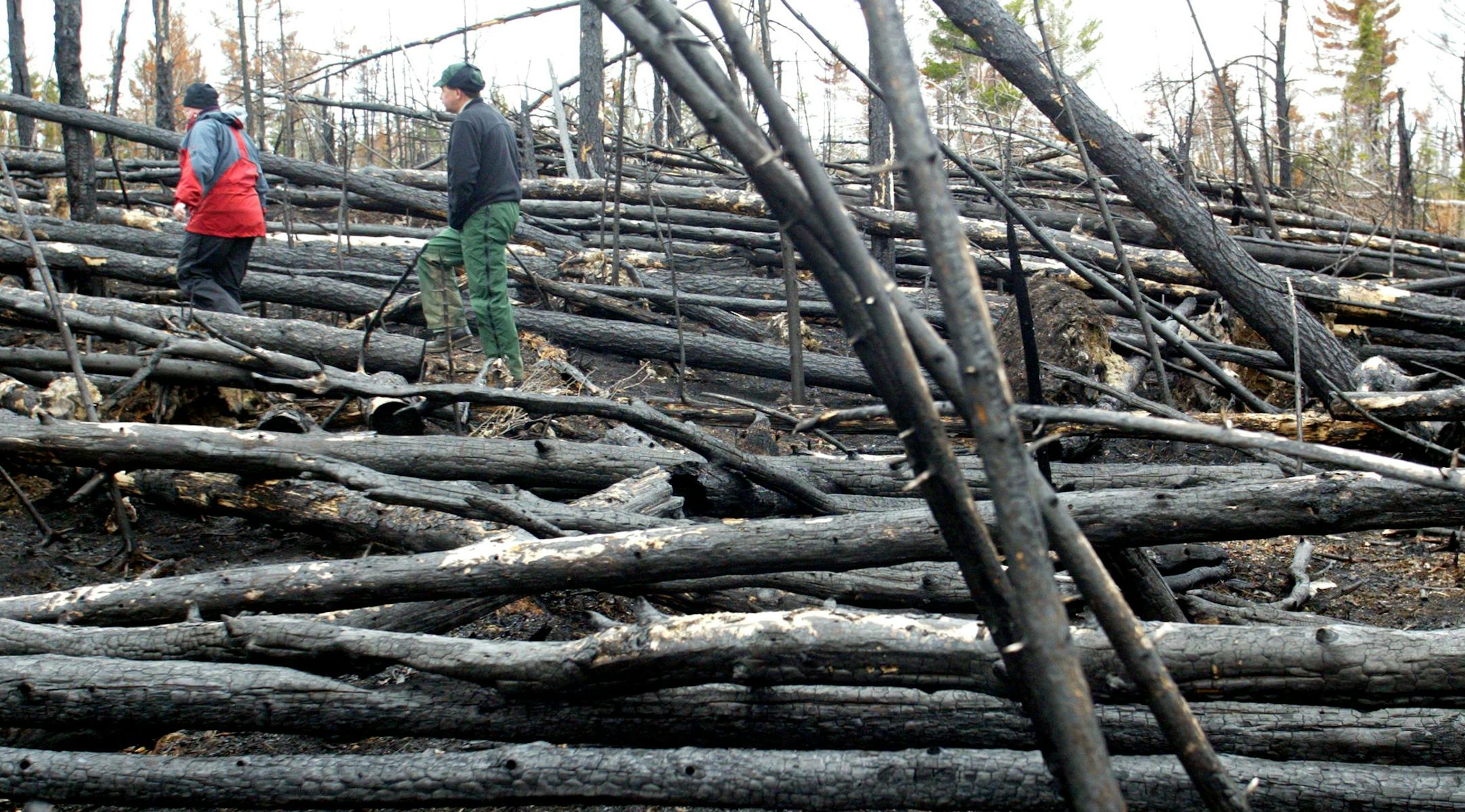 BWCA - A massive straight line wind leveled thousands of acres of trees in the BWCA July 4th of 1999. Though the fire danger has been high since that time, no major fires have broken out in the area since. This is a look at the blowdown area now and an acccessment of what lies ahead in the upcoming fire season.
IN THIS PHOTO: Ellen Bogardus-Szymaniak, left and Jim Hinds, fire specialists with the U.S. Forest Service, check out the condition of trees involved in a recent prescribed burn in a blow