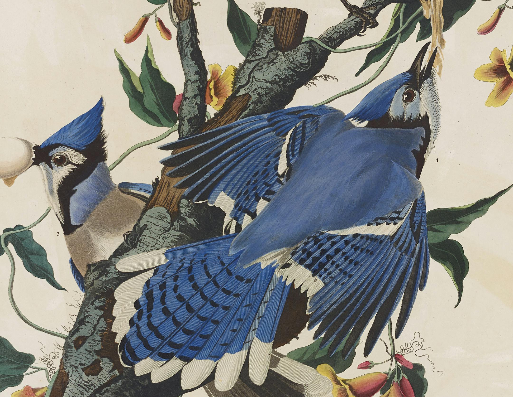 Audobon "Blue Jay"