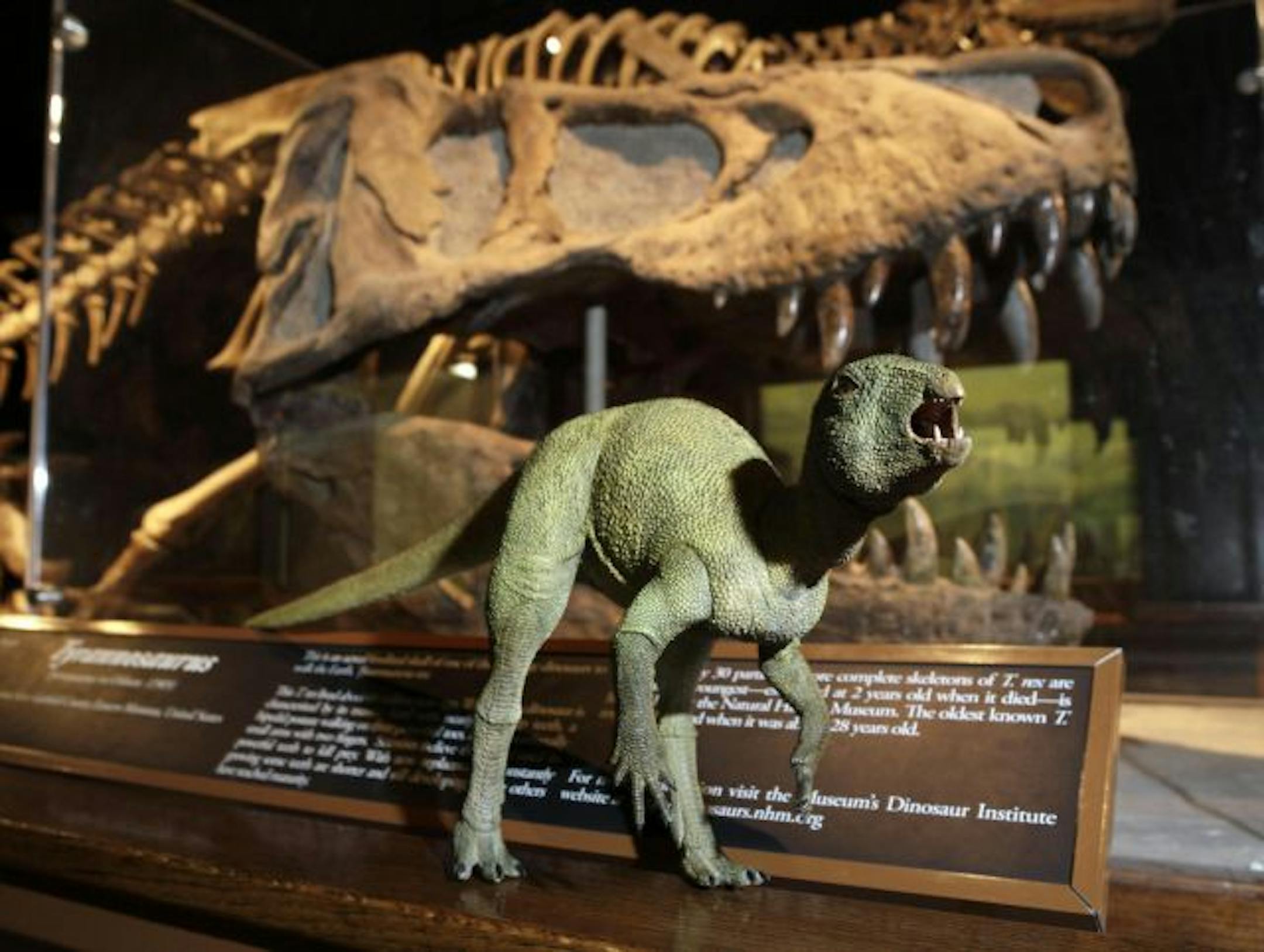 A model of the smallest species of dinosaur ever discovered in North America, juxtaposed with a T-rex skull.