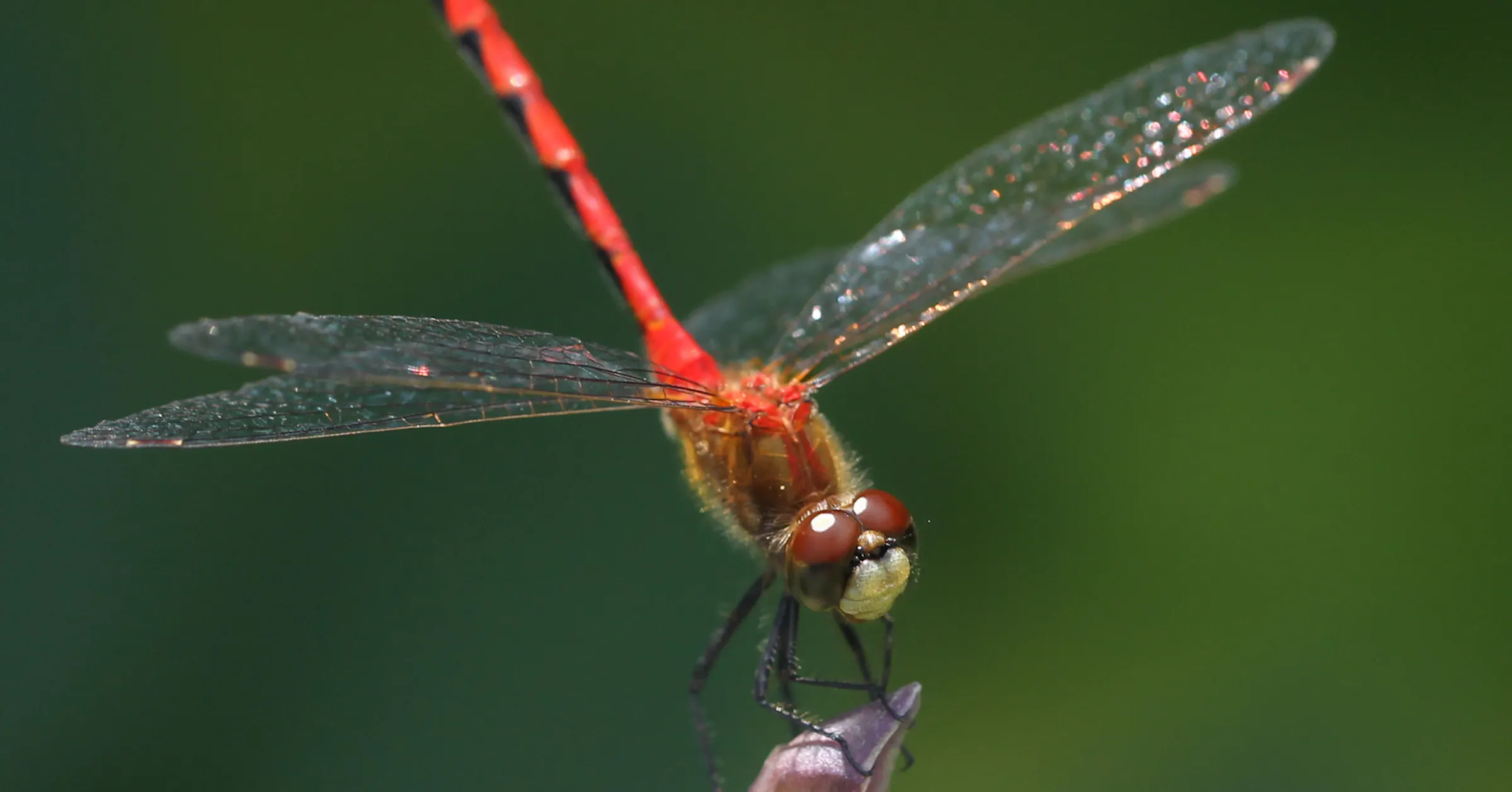 Dragonflies are swooping in to help with mosquito control