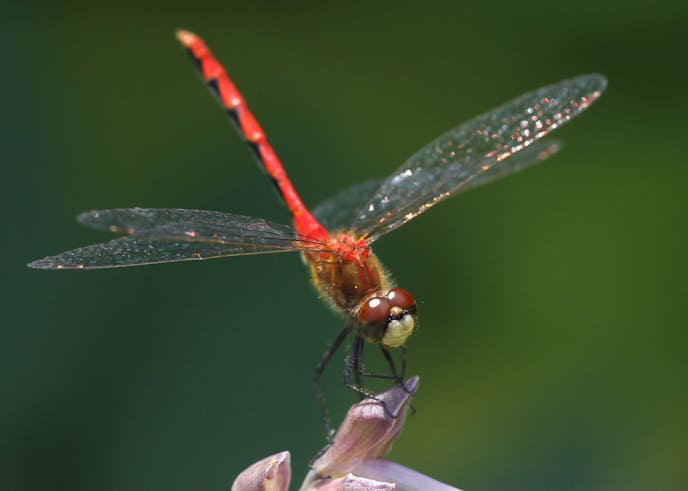In training, Regina Marie Williams shares the emotions and desires of learning how to photograph things that she see in her neighborhood. From her point of view it's more than just pointing the camera. Red Dragonfly (1in) sunning on the Hosta flower at my back gate, stopped me in my tracks. Whatever I was heading out to do would have to wait and be done later. The sun was bright and I would be facing it but I crouched down and used a reflecter as not to shoot directly into the sun. Eventually I