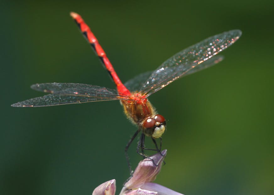 In training, Regina Marie Williams shares the emotions and desires of learning how to photograph things that she see in her neighborhood. From her point of view it's more than just pointing the camera. Red Dragonfly (1in) sunning on the Hosta flower at my back gate, stopped me in my tracks. Whatever I was heading out to do would have to wait and be done later. The sun was bright and I would be facing it but I crouched down and used a reflecter as not to shoot directly into the sun. Eventually I