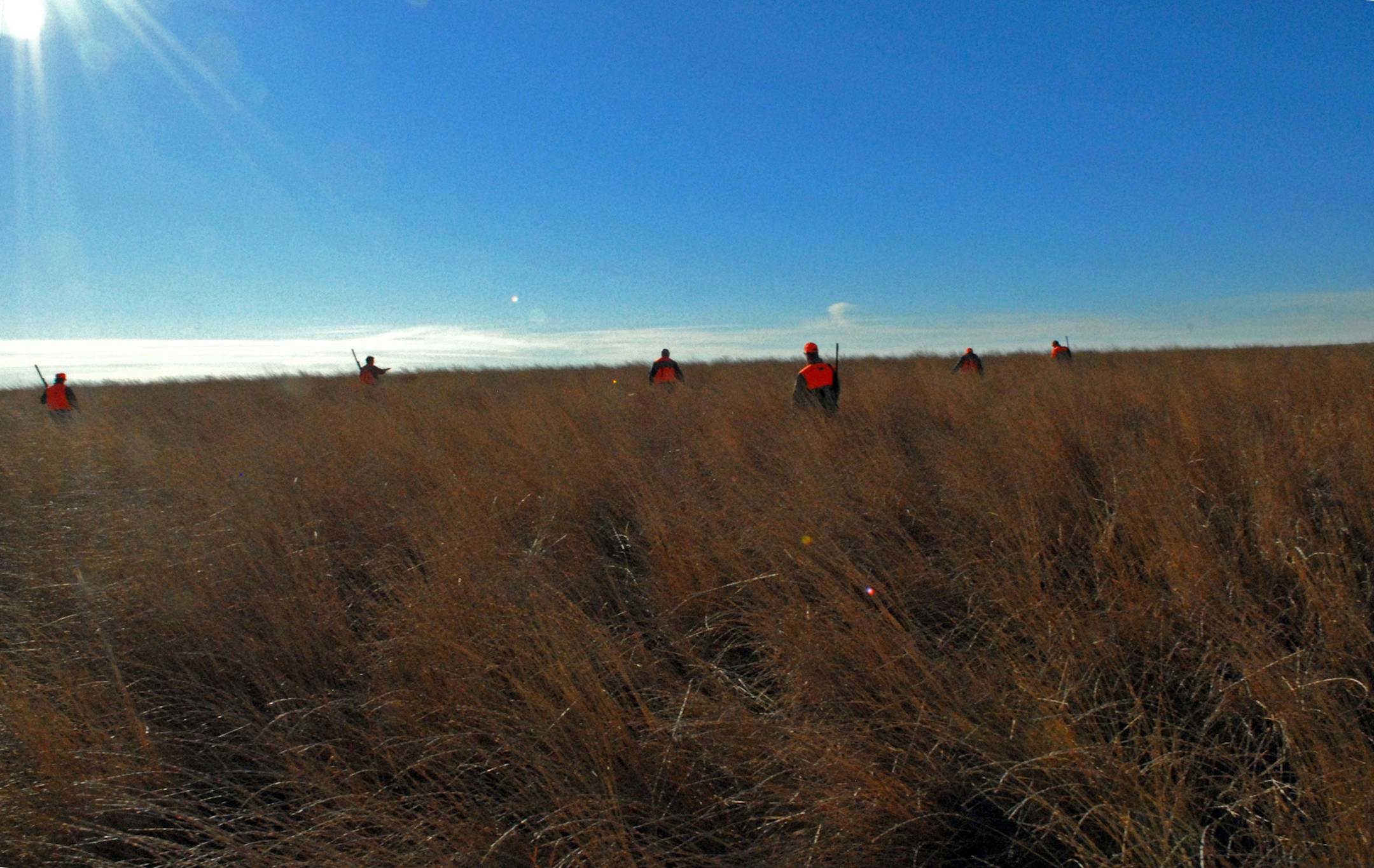 Hunters fan out in a Conservation Reserve Program field looking for a pheasant that had been downed. ORG XMIT: MIN2013120412271226