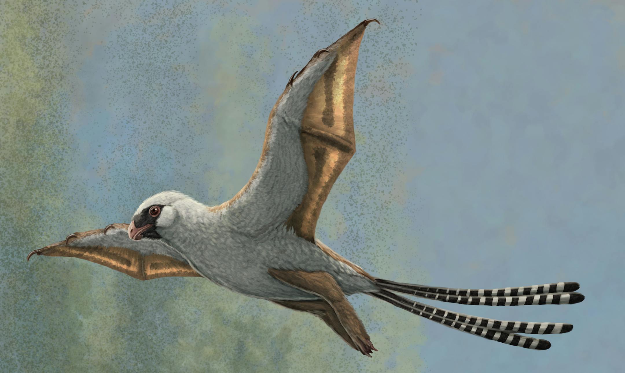 An image provided by Gabriel Ugueto of the spastic, mostly flight-challenged Ambopteryx, a Jurassic-era dinosaur with mostly-useless bat-like wings. (Gabriel Ugueto via The New York Times) -- NO SALES; FOR EDITORIAL USE ONLY WITH NYT STORY WINGED-DINOSAURS BY SABRINA IMBLER FOR OCT. 22, 2020. ALL OTHER USE PROHIBITED. --