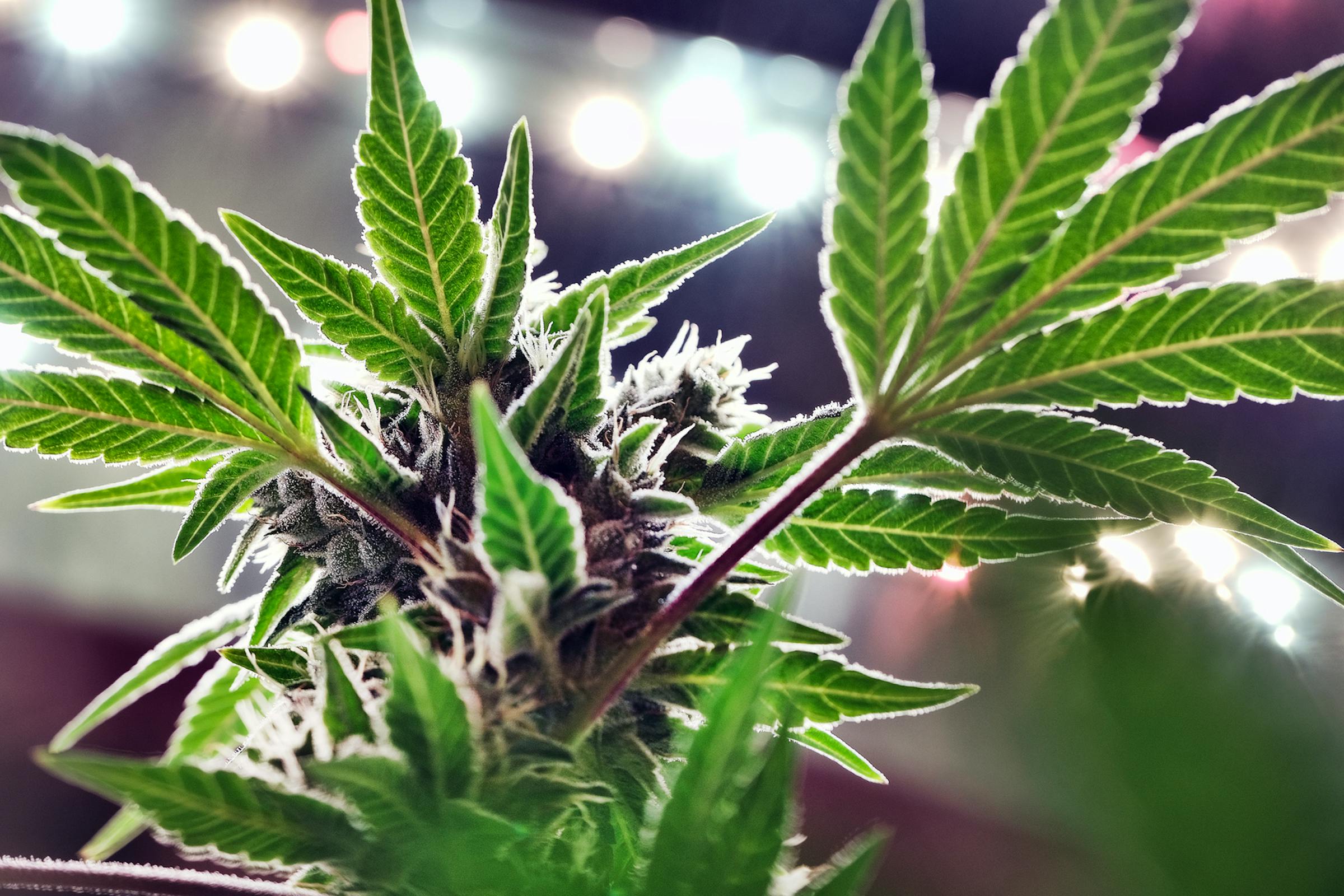 what-you-need-to-know-about-cannabis-crime-expungement-in-minnesota