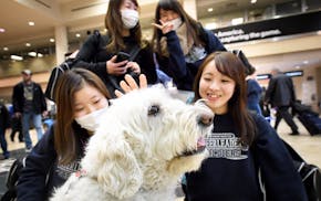 A group of Japanese cheerleaders visiting from Otemon Gakuin University paused to pet and take photos with Bailey, an 8 year old English golden Doodle