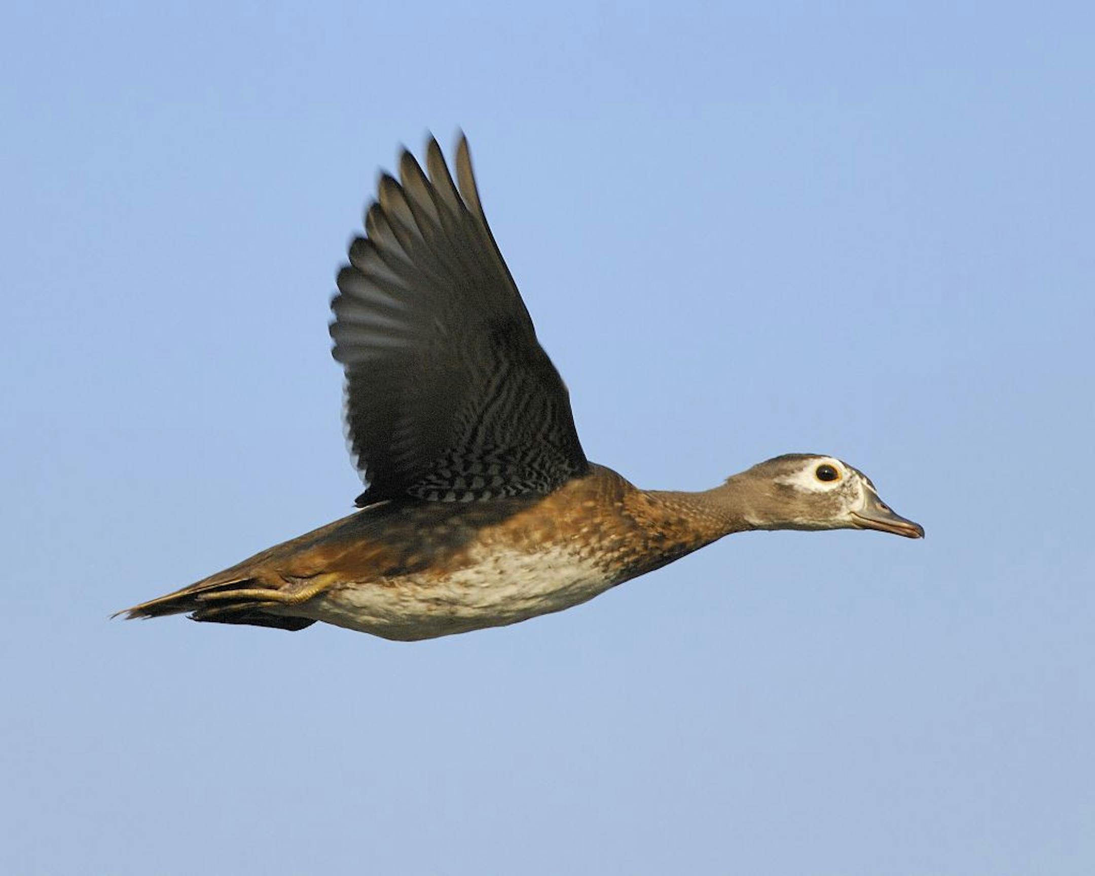 00360-085.17 Wood Duck (DIGITAL) hen in flight against blue sky. Hunt, waterfowl, wetland, action. H3R1