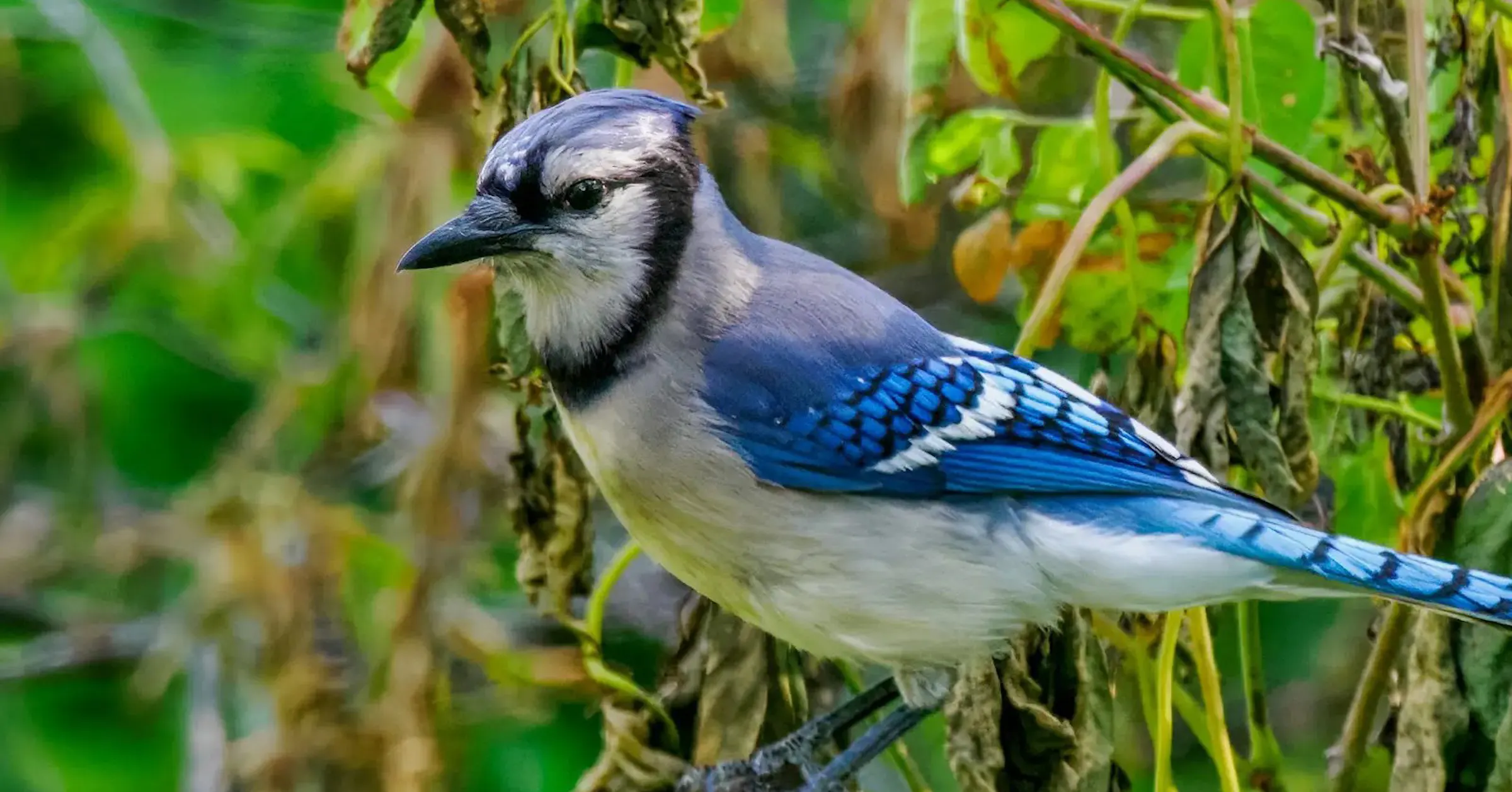 Why don’t blue jays stay on Park Point? They avoid merlins.