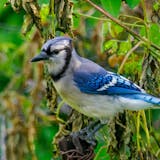 A blue jay perches amid vines