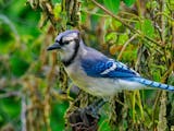 A blue jay perches amid vines