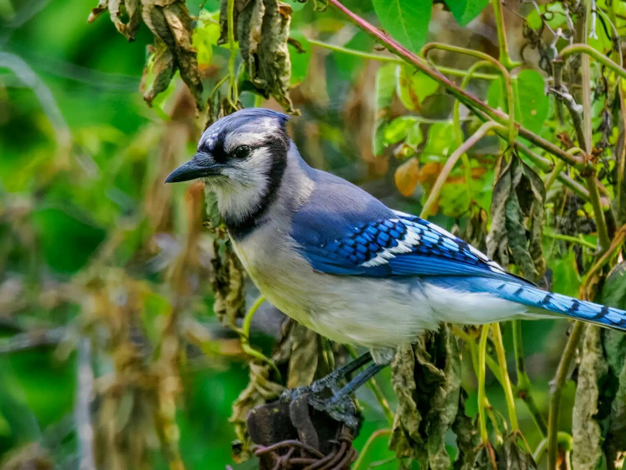 A blue jay perches amid vines