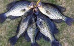 Once they leave the shallows in spring, crappies can be found, but oftentimes suspended in deeper water.
