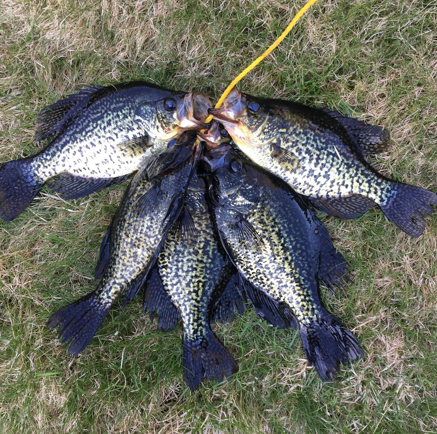 Once they leave the shallows in spring, crappies can be found, but oftentimes suspended in deeper water.