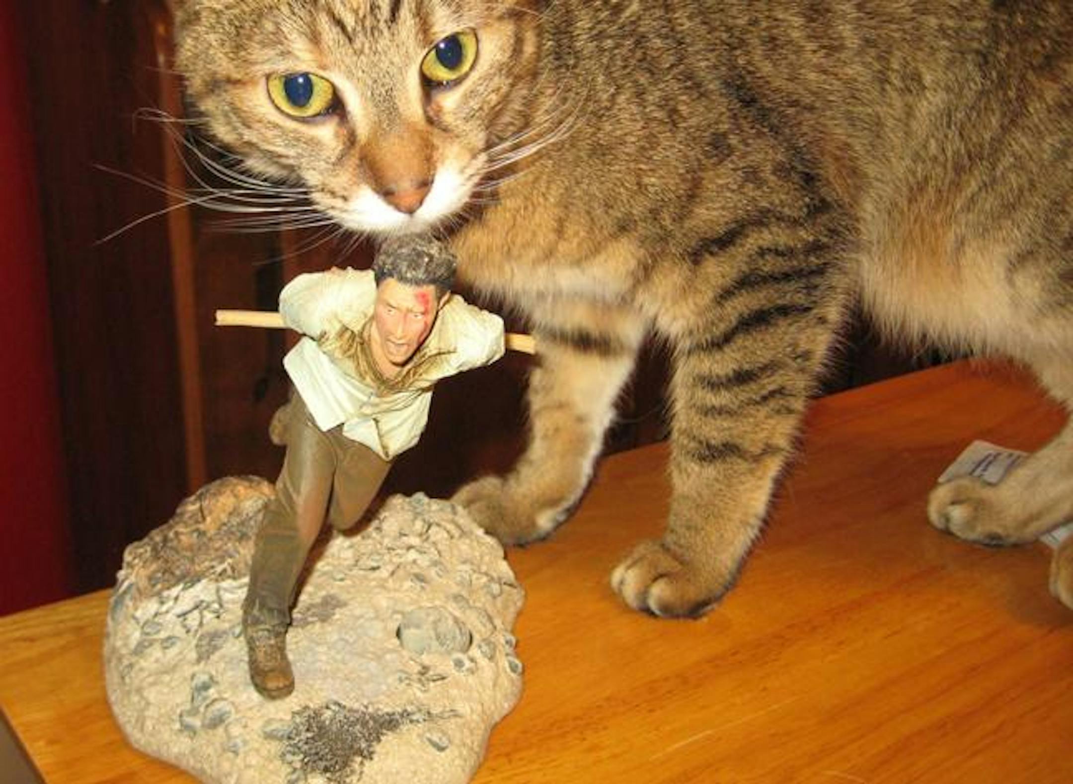 A rare still from the cutting room floor, "Jin escapes from Dharma kitten."
