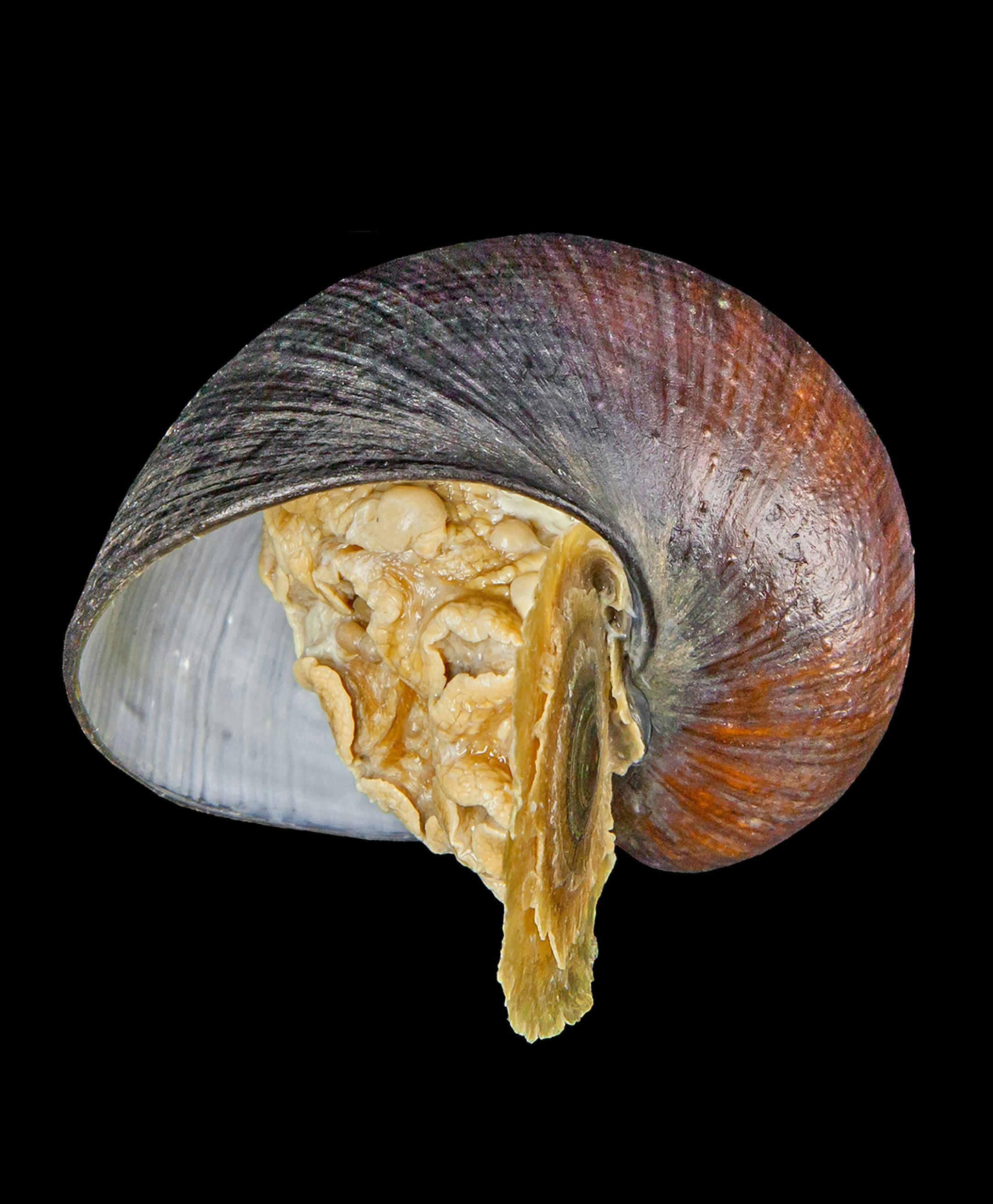 In a photo provided by Chong Chen: the Gigantopelta chessoia, a deep sea mollusk that undergoes a unique metamorphosis that allows it to survive without eating. The transformation is comparable to an average person growing as much as 60 feet tall with a giant sac of bacteria filling its guts. (Chong Chen via The New York Times) -- NO SALES; FOR EDITORIAL USE ONLY WITH SCI WATCH BY JOANNA KLEIN FOR JULY 24, 2018. ALL OTHER USE PROHIBITED. -- ORG XMIT: MIN2018072816103913