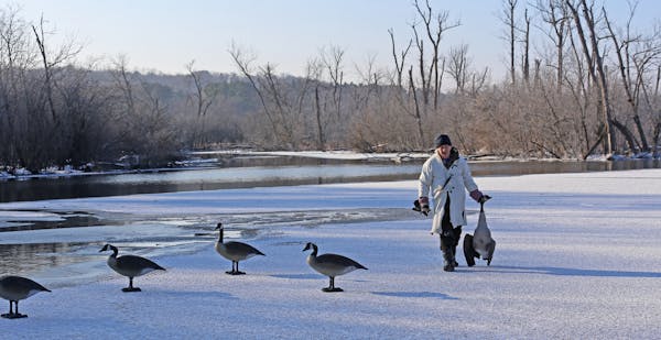 Wendell Diller retrieves a Canada goose in river backwaters made accessible by early winter ice.