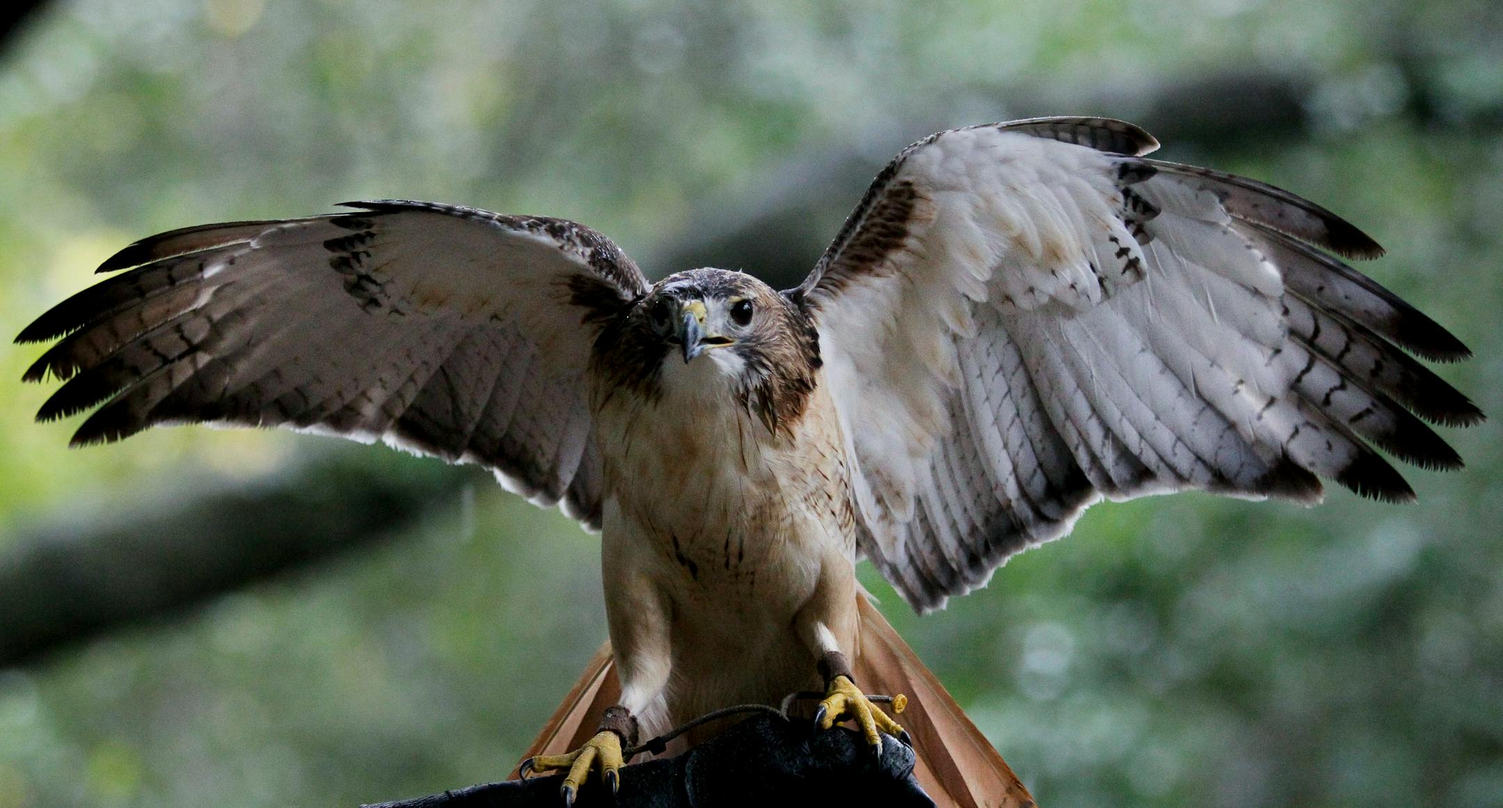 A male red-tailed hawk spreads its wings.