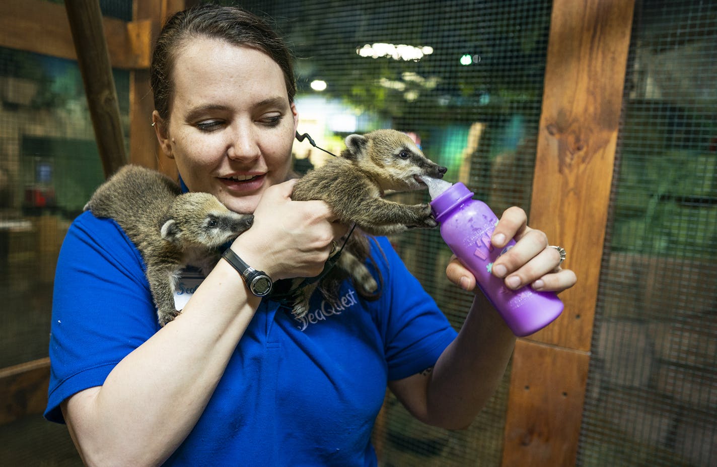 Katie Hastings, the bird, reptile and mammal manager at SeaQuest Roseville, fed coatimundi babies on Friday, the attraction's opening day.