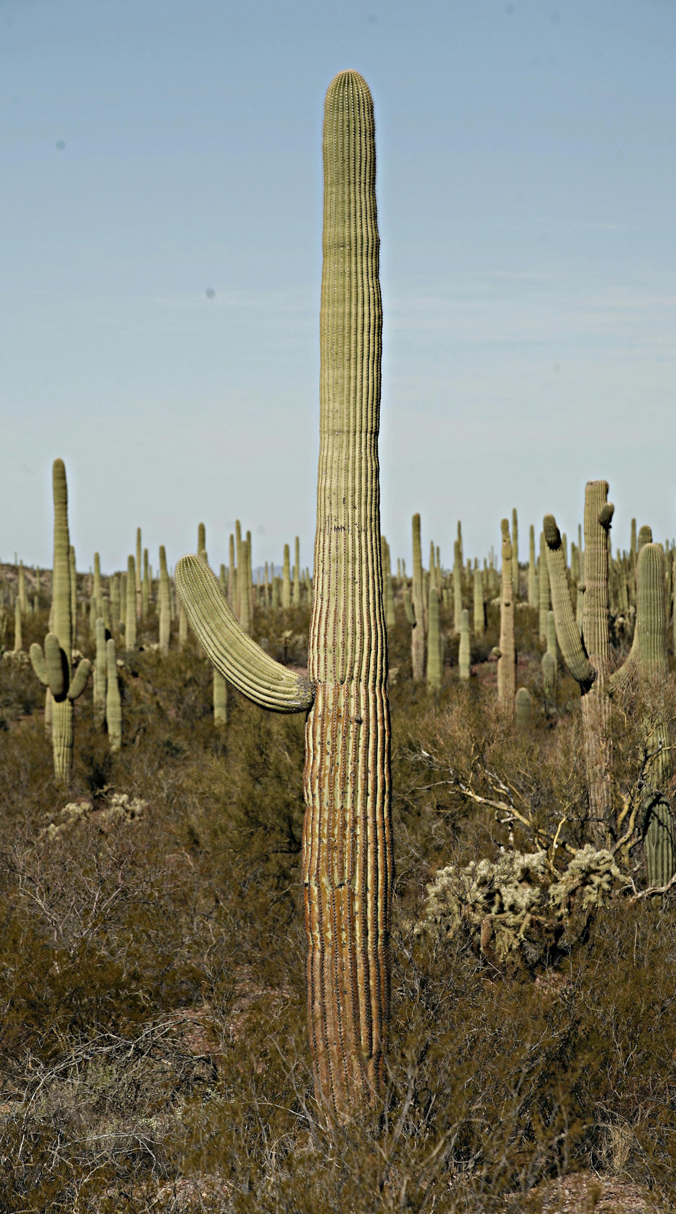 FILE -- A Saguaro cacti at the Organ Pipe Cactus National Monument in Why, Ariz., Dec. 30, 2007. After passing the new immigration law in Arizona on April 23, 2010, the state finds itself in perhaps the harshest spot light in a decade. (Jeff Topping/The New York Times) ORG XMIT: XNYT68