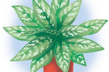 Houseplants are getting ready to grow, and could use a little help.