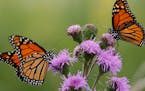 Local plant sales may be the best resource for gardeners who want to plant an earth-friendly garden with native plants. Here, two monarch butterflies 