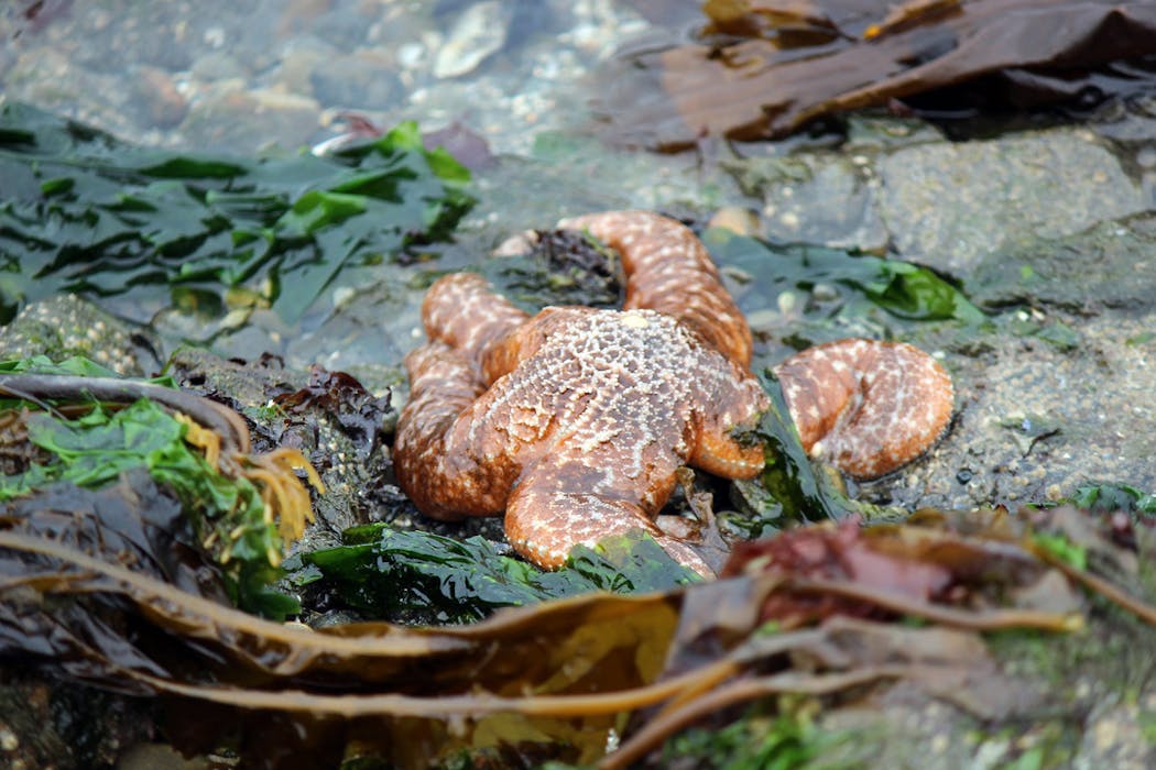 A sea star, otherwise known as starfish, emerged from the water.