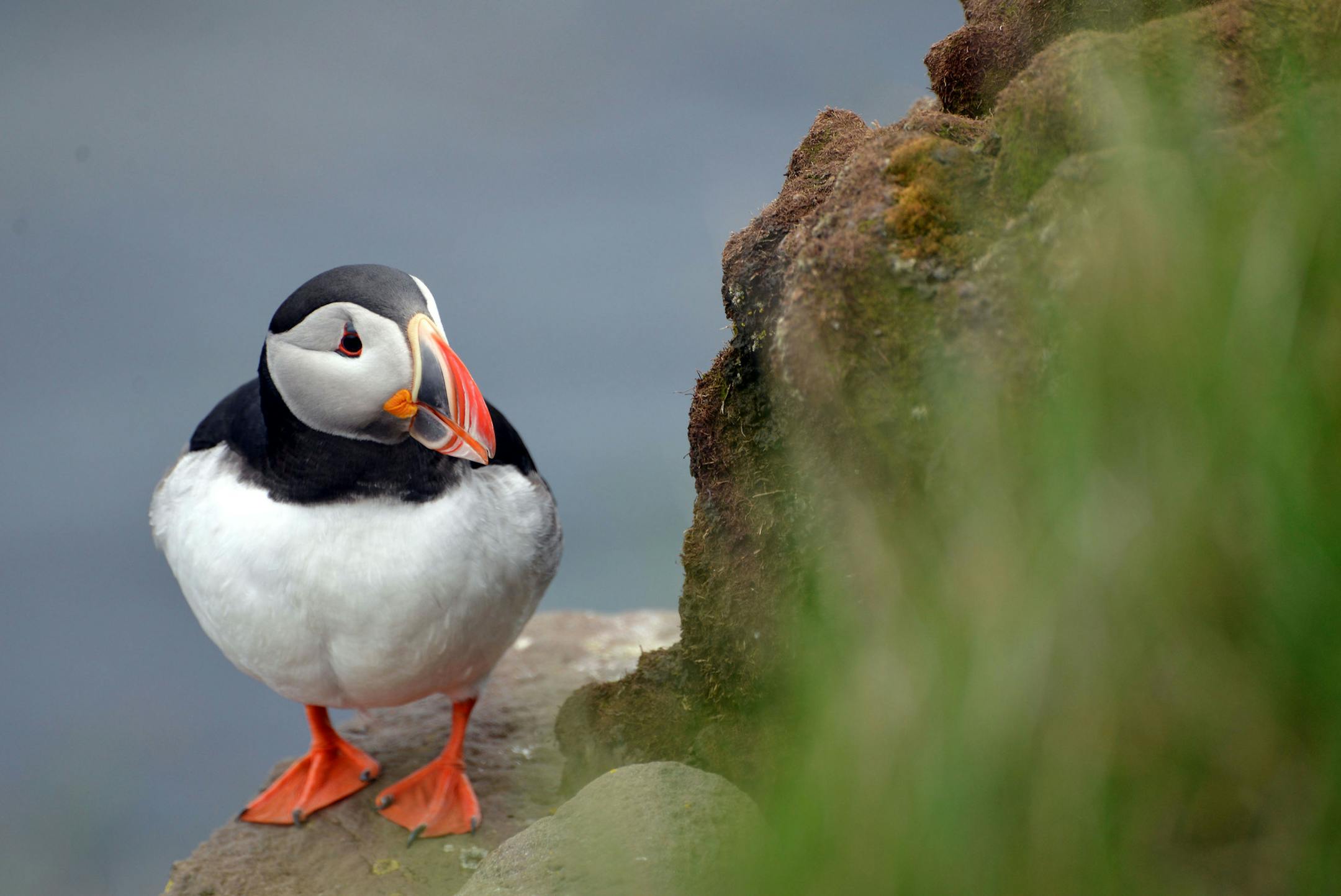 Sue Kirchoff of Minneapolis traveled to the remote Latrabjarg bird cliffs on the northwestern tip of Iceland to see Atlantic puffins and other birds. As this photo proves, she succeeded, beautifully.