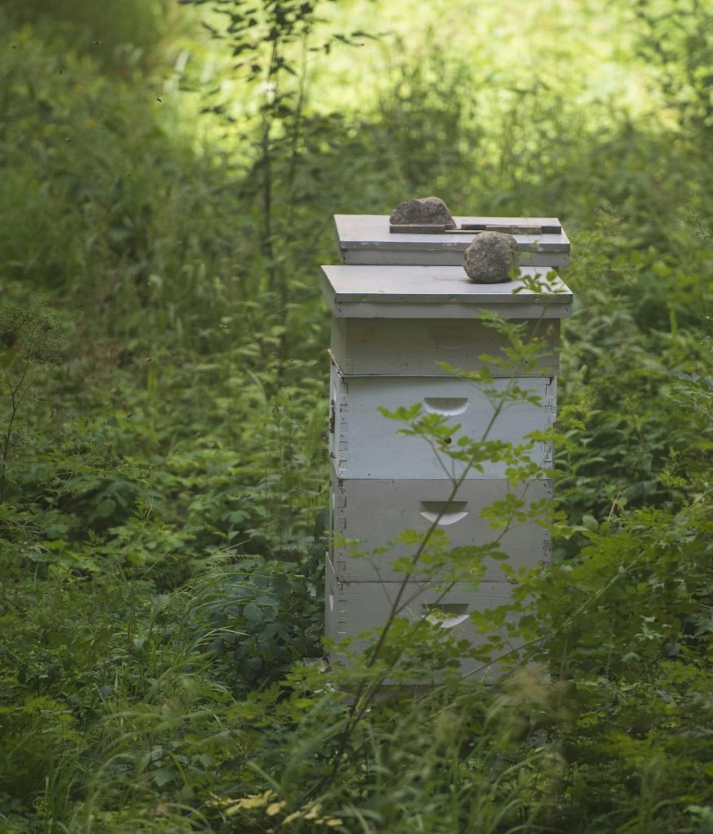 Bees are housed on the City Council building's green roof.