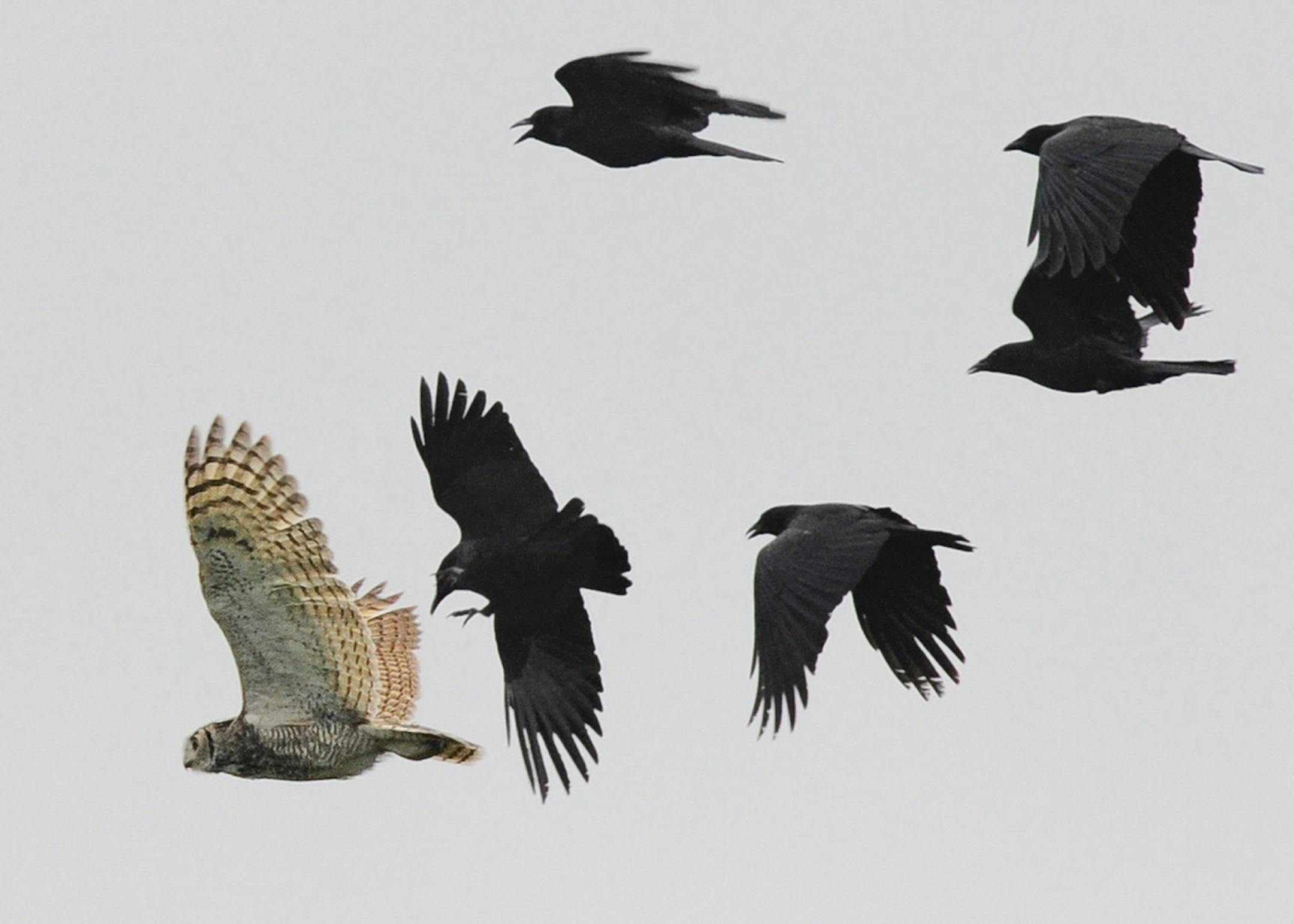A group of crows cawing and swooping over a barred owl is sending a message: "You're not welcome here!" credit: Jim Williams