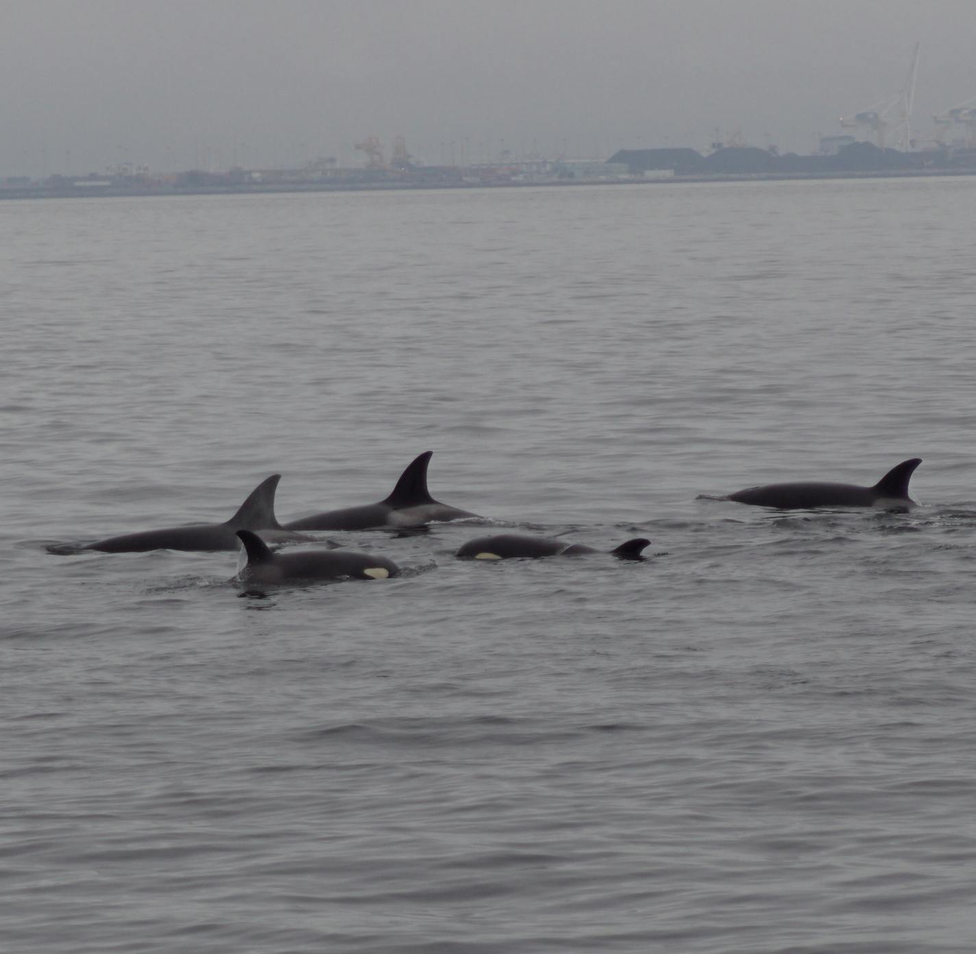 Orcas break the surface near Vancouver, where whale-watching season runs from March through October.