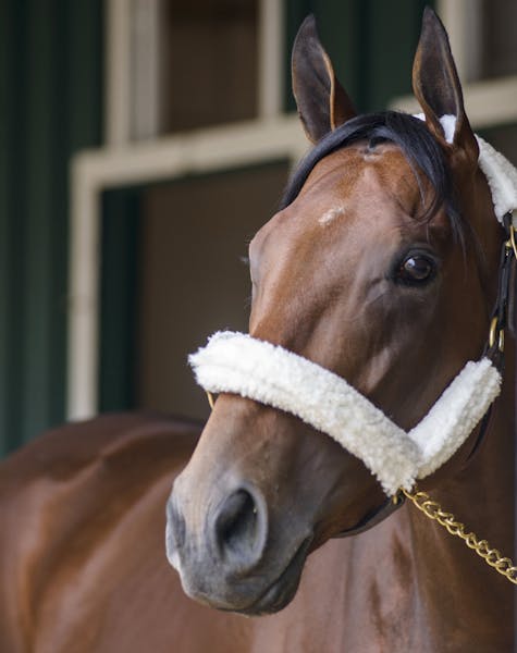Kentucky Derby winner American Pharoah at Pimlico Race Track in Baltimore, May 13, 2015. American Pharoah leaves little doubt that he is a formidable 