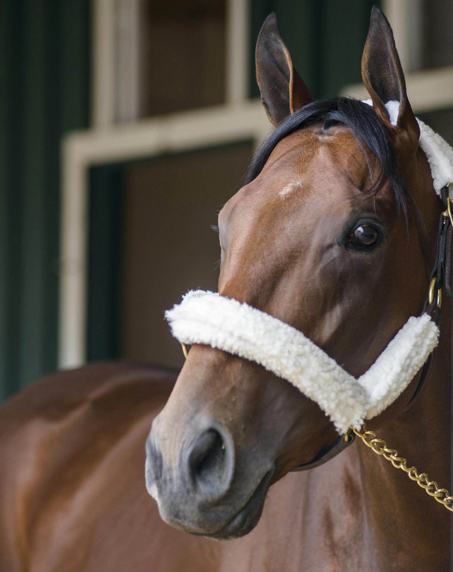 Kentucky Derby winner American Pharoah at Pimlico Race Track in Baltimore, May 13, 2015. American Pharoah leaves little doubt that he is a formidable contender to win the Preakness Stakes on Saturday, but the gentle horse does not like crowds, and that is a real problem during Triple Crown season. (Matt Roth/The New York Times)