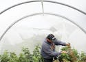 Entomology researcher Eric Burkness checked raspberry plants growing in a hoop house for signs of spotted wing drosophila Tuesday. ] ANTHONY SOUFFLE &